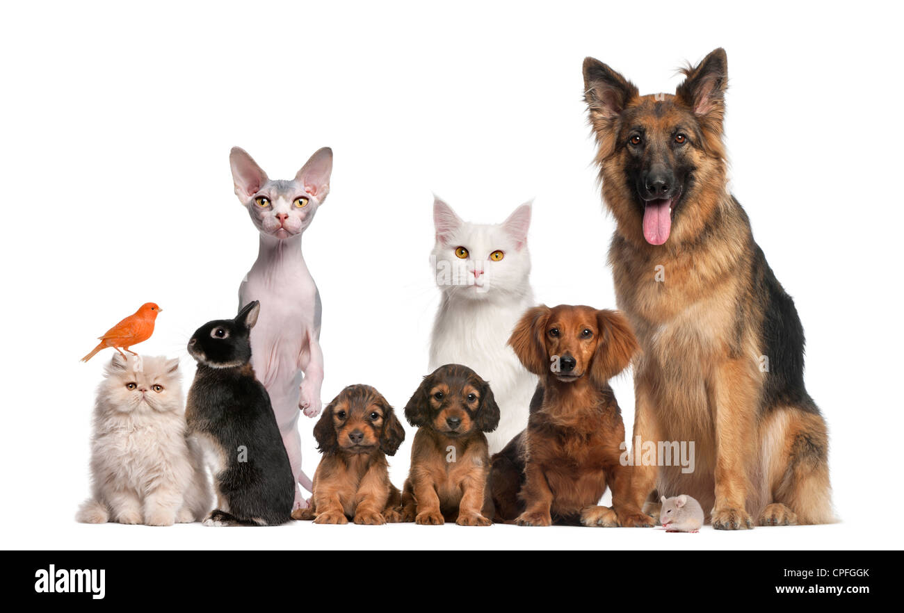 Groupe d'animaux chiens, chats, oiseaux et un lapin contre fond blanc Banque D'Images