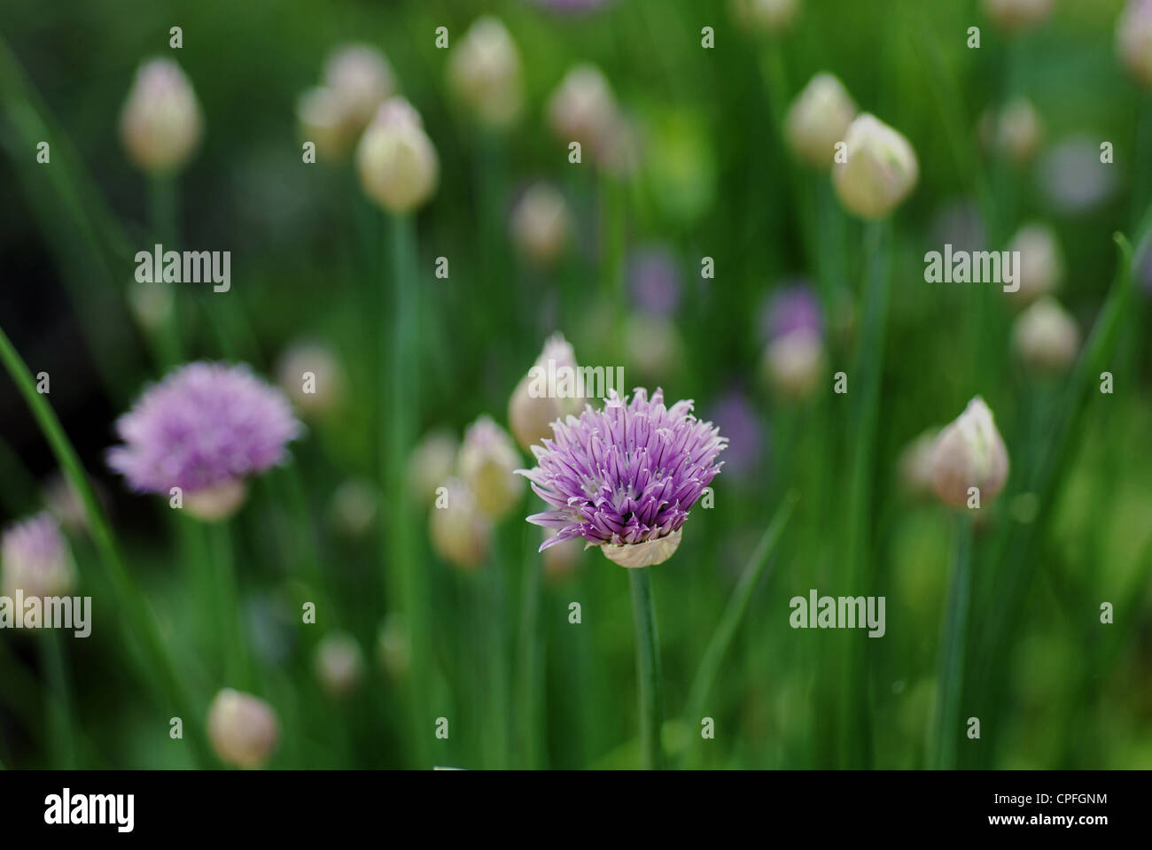 Allium schoenoprasum - ciboulette Banque D'Images