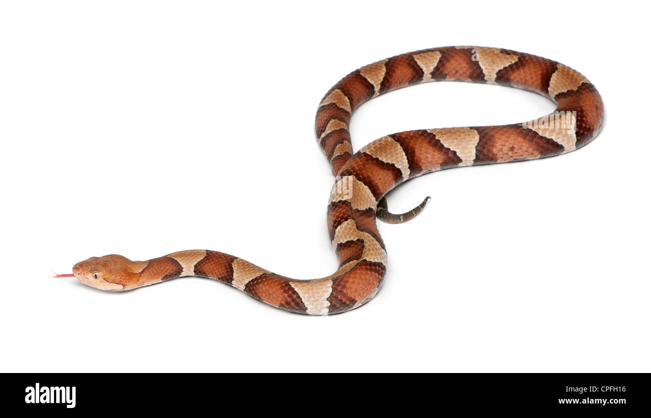 Serpent Copperhead ou Highland, Agkistrodon contortrix mocassin, against white background Banque D'Images Serpent Copperhead ou Highland, Agkistrodon contortrix mocassin, against white background Banque D'Images