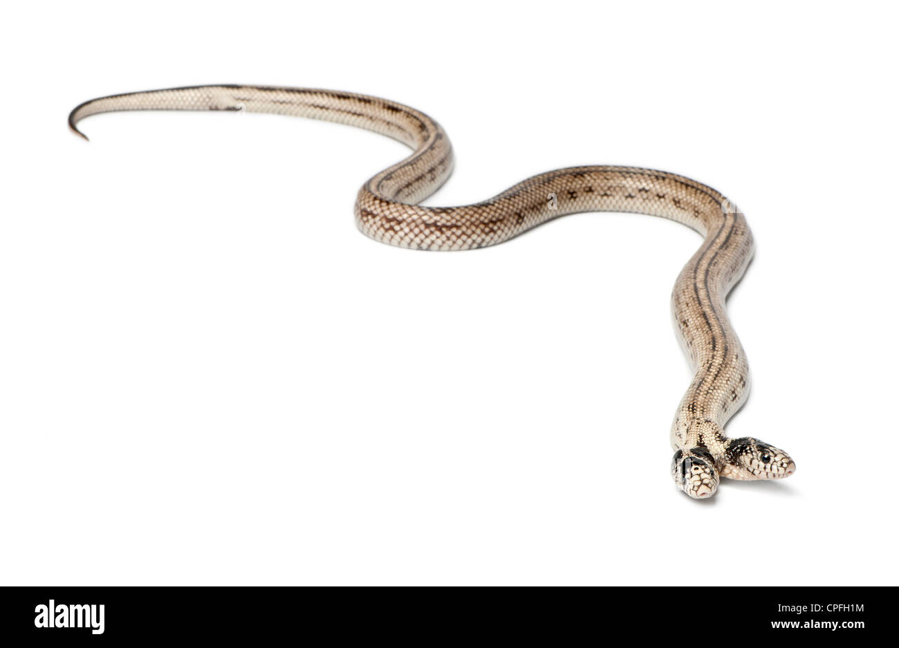 L'Est deux têtes Kingsnake, Lampropeltis getula californiae, against white background Banque D'Images