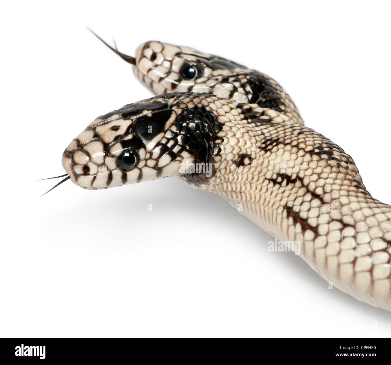 L'Est deux têtes Kingsnake, Lampropeltis getula californiae, against white background Banque D'Images