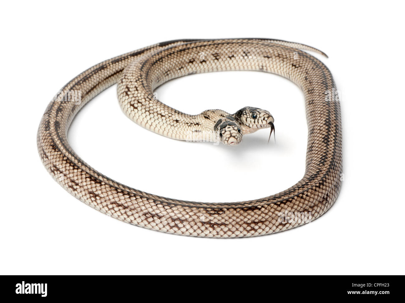 L'Est deux têtes Kingsnake, Lampropeltis getula californiae, against white background Banque D'Images