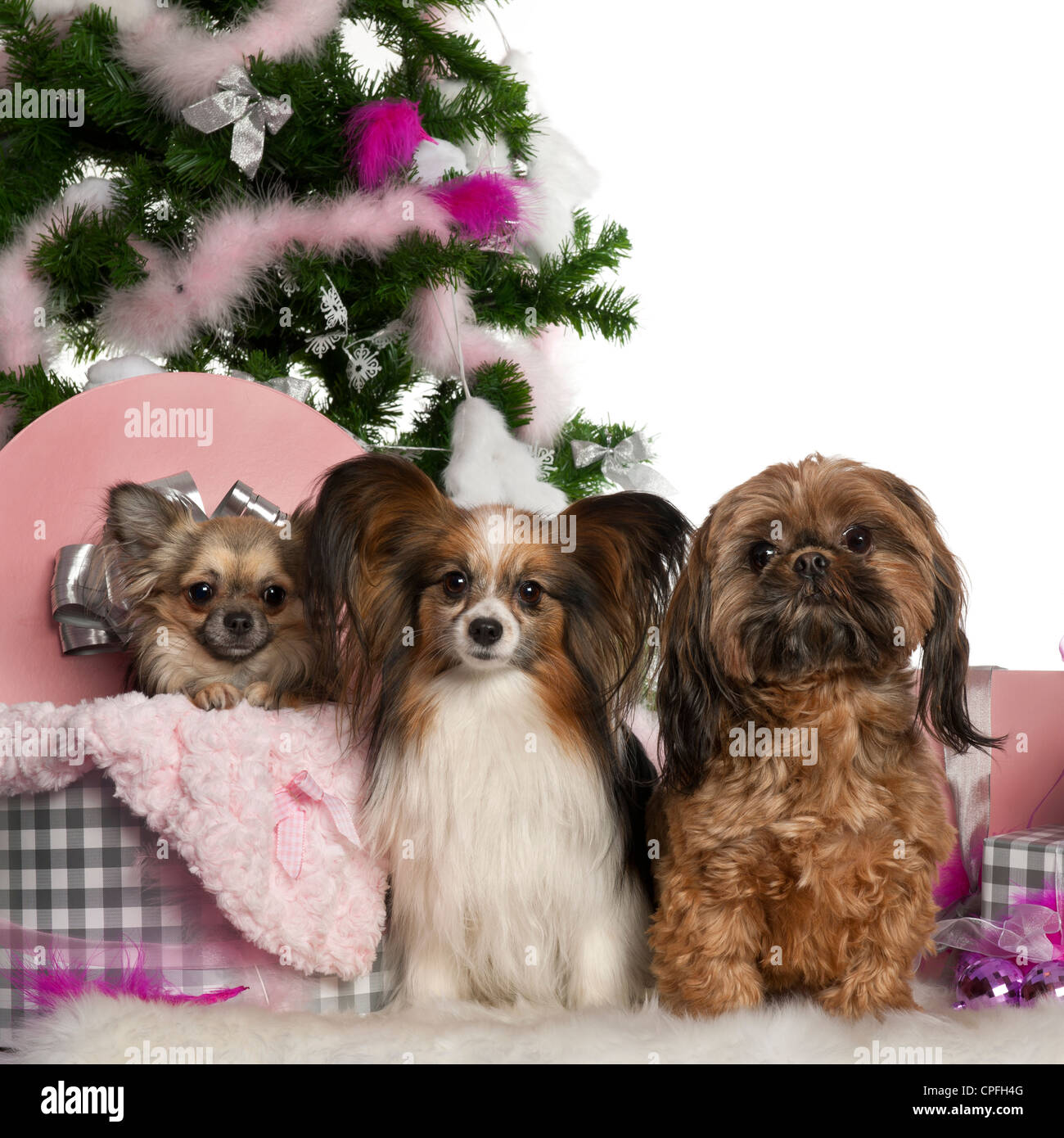 Chihuahua shih tzu Banque de photographies et d'images à haute résolution -  Alamy