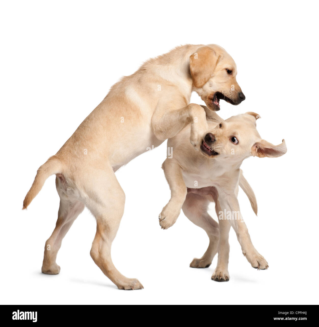 Deux retrievers du Labrador, âgé de 4 mois, en jouant contre fond blanc Banque D'Images Deux retrievers du Labrador, âgé de 4 mois, en jouant contre fond blanc Banque D'Images