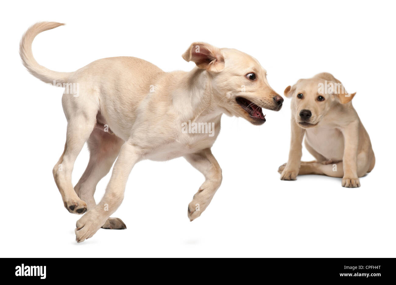 Deux retrievers du Labrador, âgé de 4 mois, en jouant contre fond blanc Banque D'Images Deux retrievers du Labrador, âgé de 4 mois, en jouant contre fond blanc Banque D'Images