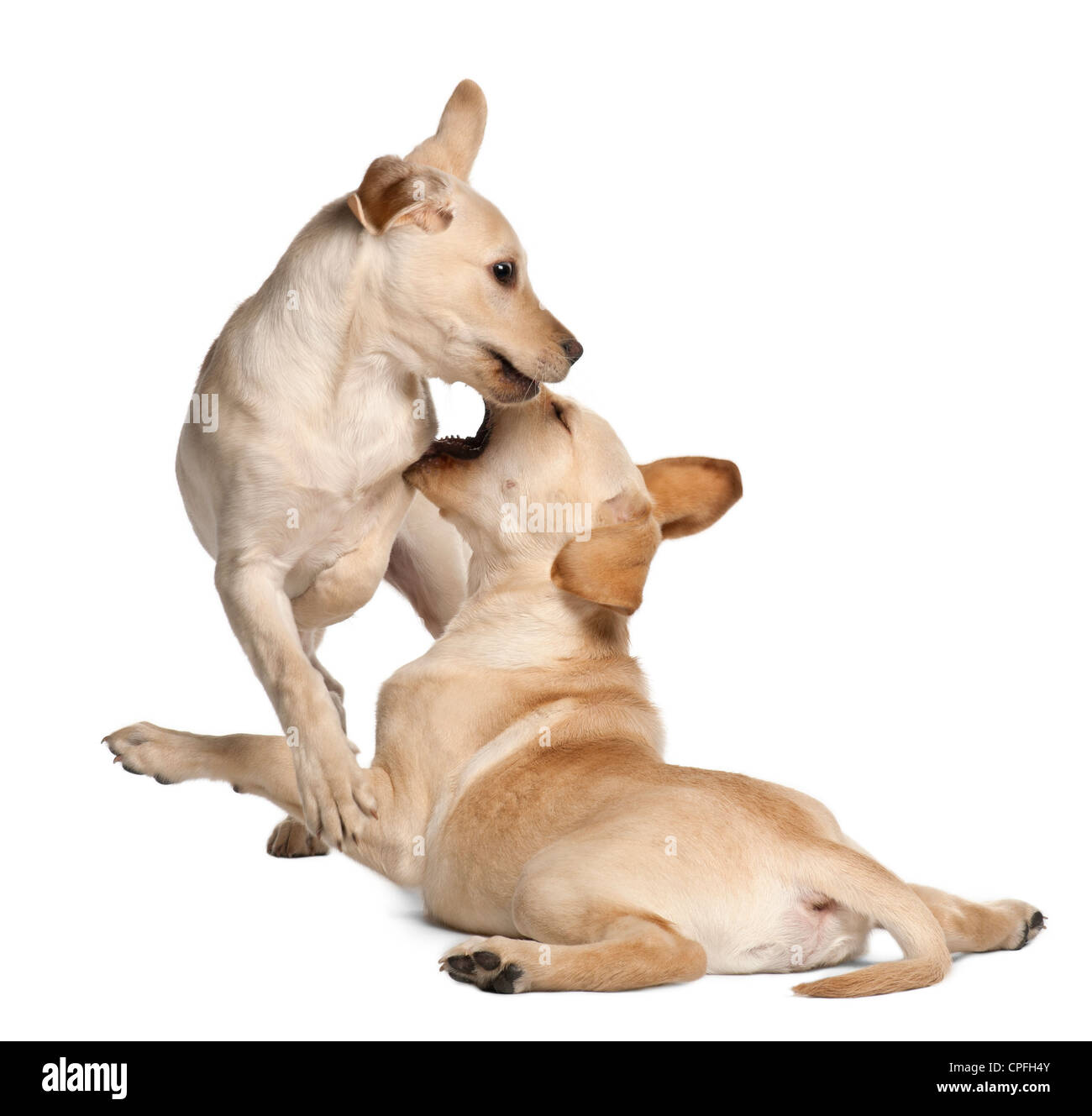 Deux retrievers du Labrador, âgé de 4 mois, en jouant contre fond blanc Banque D'Images Deux retrievers du Labrador, âgé de 4 mois, en jouant contre fond blanc Banque D'Images