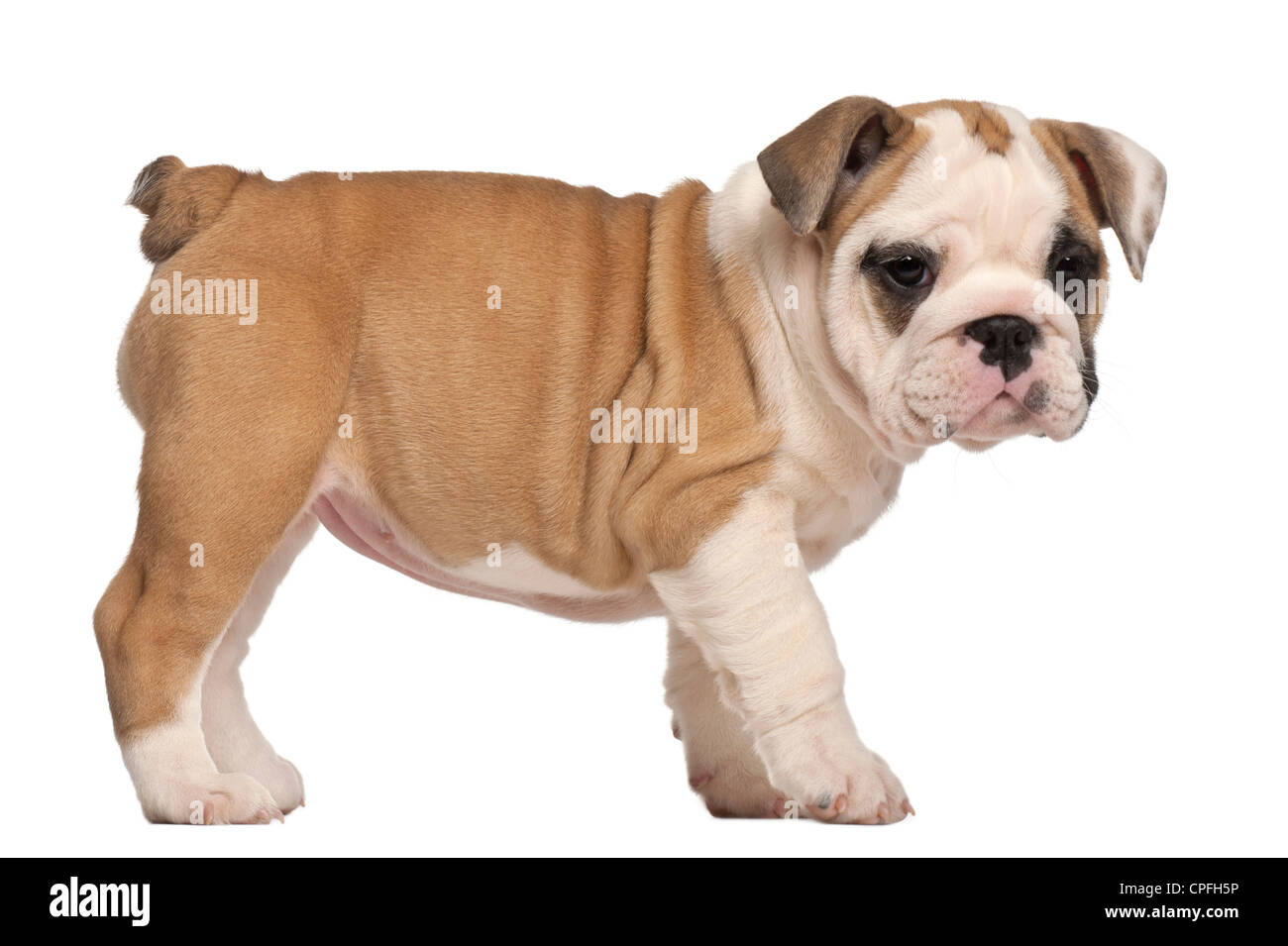 Chiot bouledogue anglais, 2 mois, standing against white background Photo  Stock - Alamy