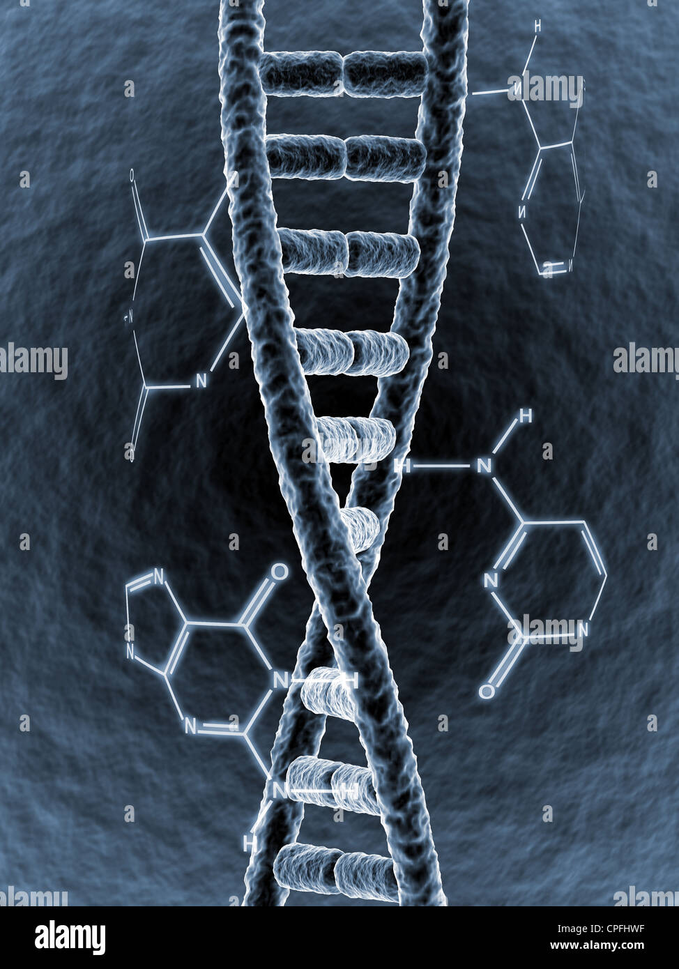 Entouré de brins d'ADN par la formule chimique de ses bases Banque D'Images
