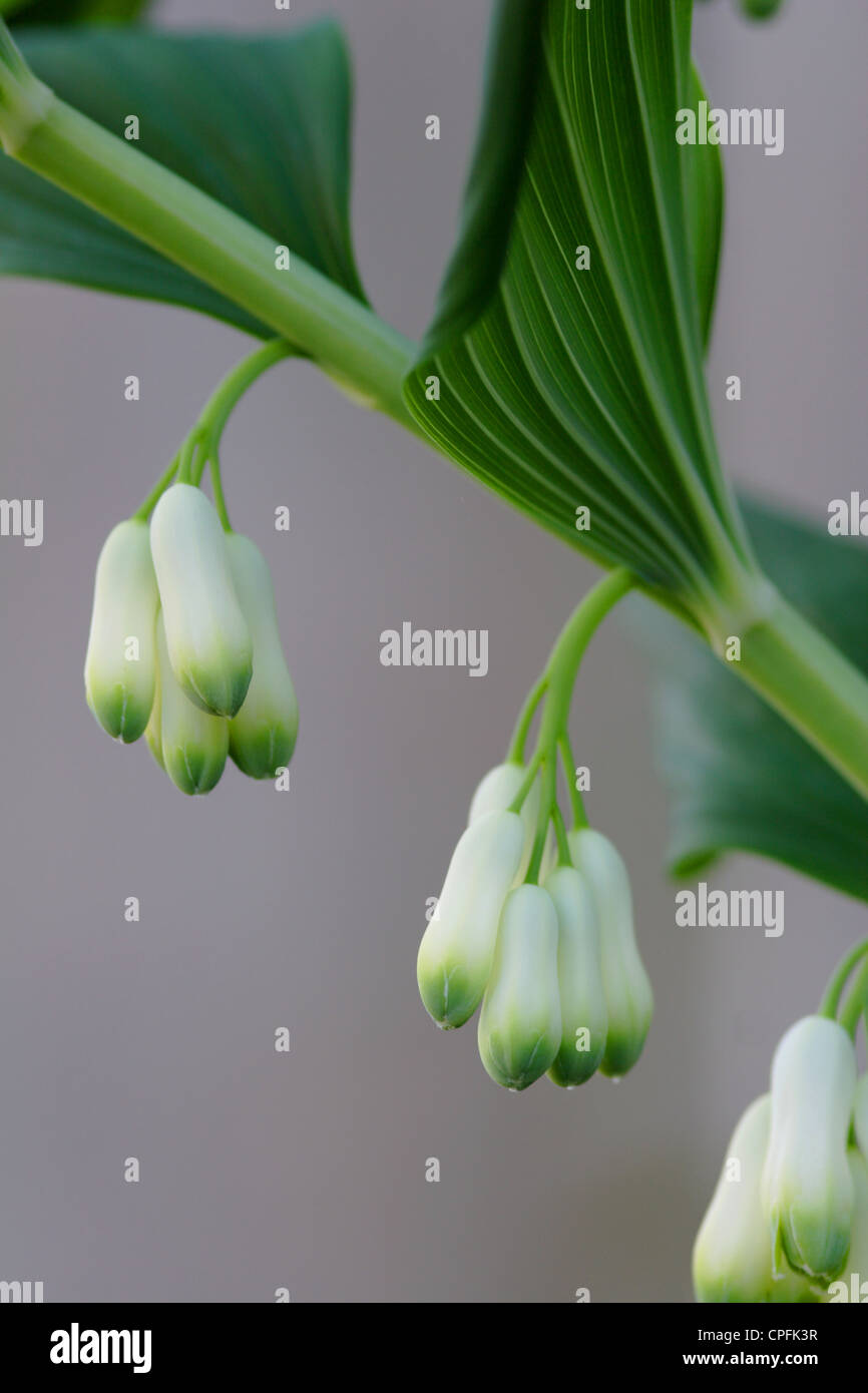 Le sceau de Salomon commun (Polygonatum multiflorum) fleurs, England, UK Banque D'Images