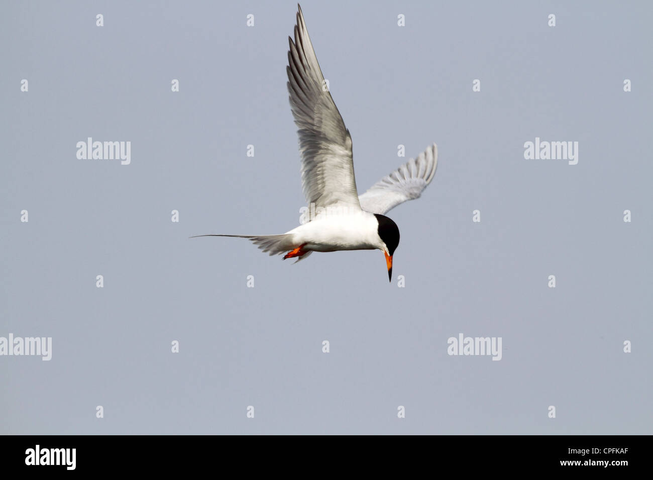 La Sterne de Forster ou possible une sterne pierregarin qui sont semblables en plumage nuptial. Edwin B. Forsythe, NWR Oceanville, NJ, USA Banque D'Images