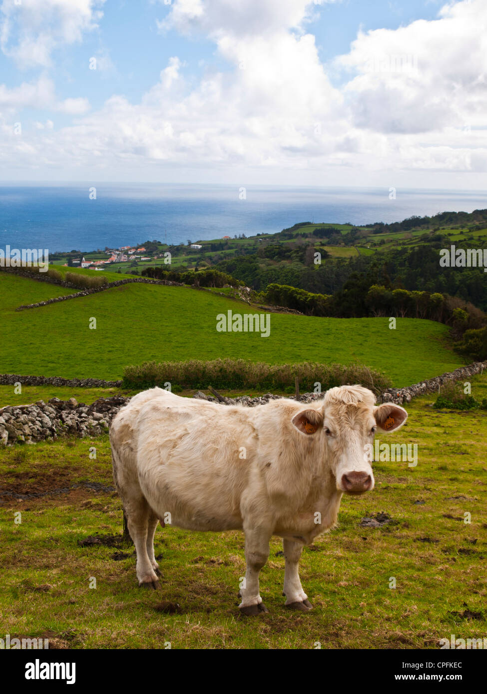 Vache et green field Banque D'Images