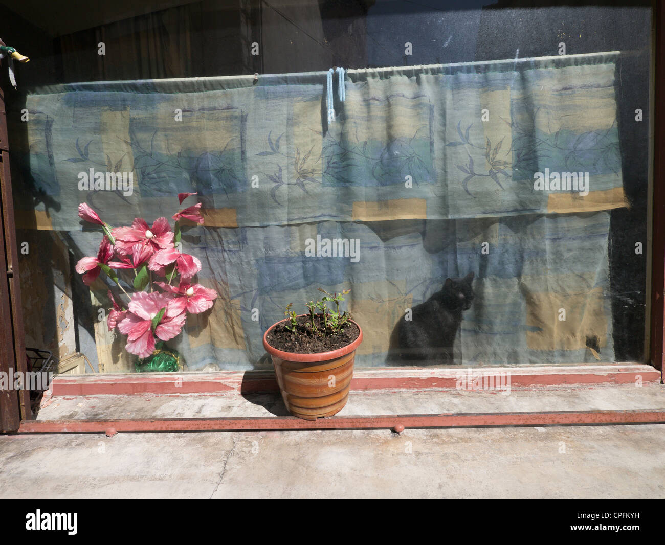 Un chat noir fait un coloré photo inn la fenêtre d'une maison à Montréal, Aude, Languedoc, France Banque D'Images