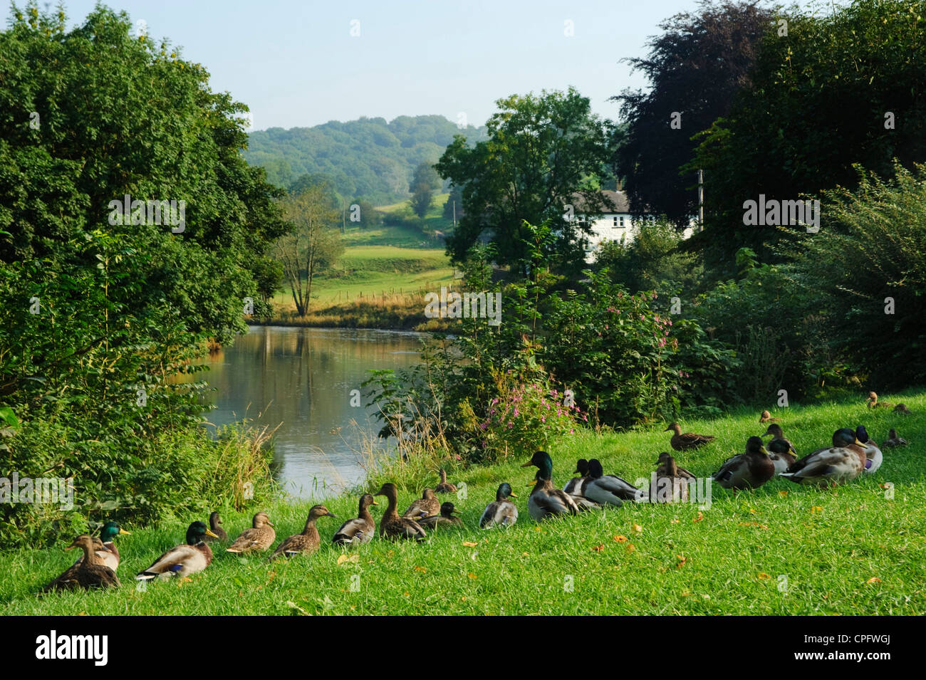 Les canards de la rivière Ribble à Sawley Ribble Valley Lancashire England Banque D'Images