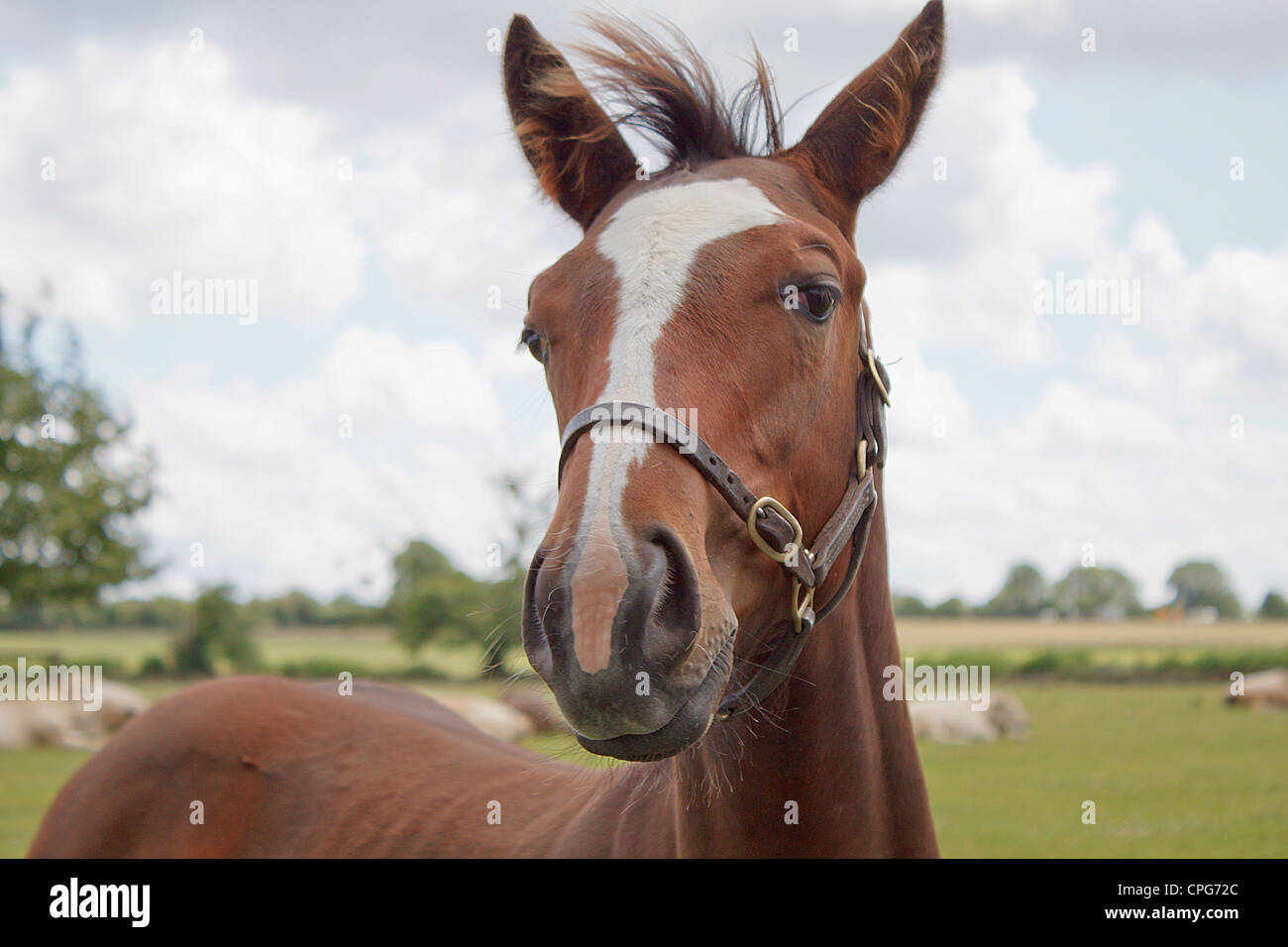 Cheval de race close-up portrait (Equus ferus caballus) Banque D'Images