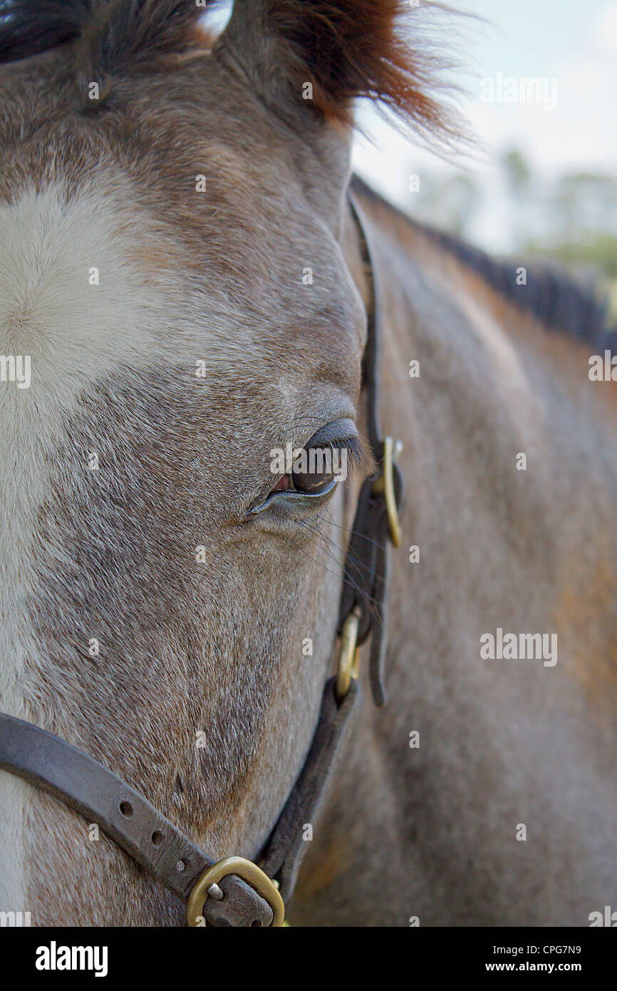 Cheval de race close-up portrait (Equus ferus caballus) Banque D'Images