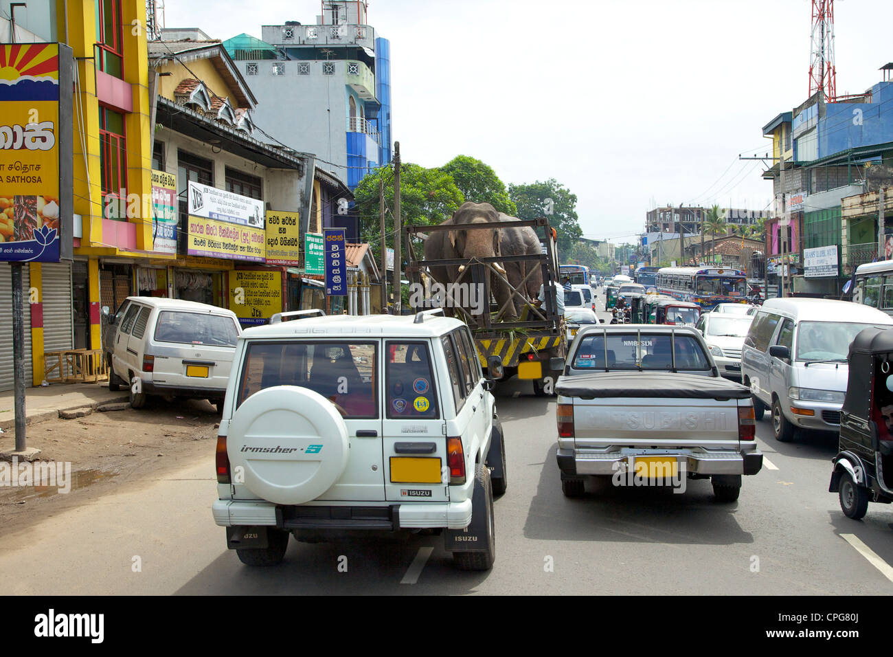 Les éléphants captifs transportés par camion dans les rues de Colombo, Sri Lanka, Asie Banque D'Images