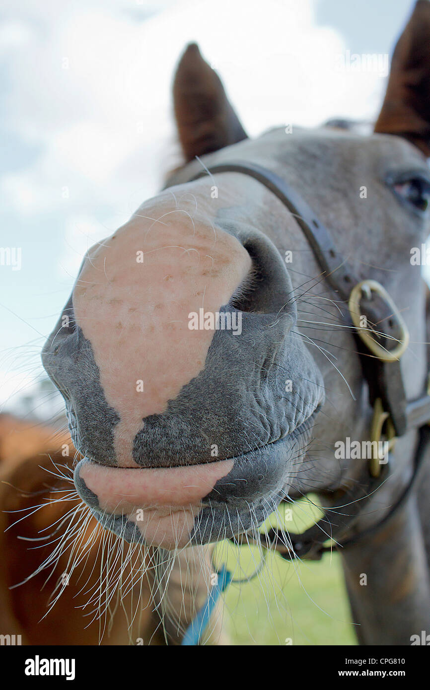 Cheval de race nez close-up (Equus ferus caballus) Banque D'Images