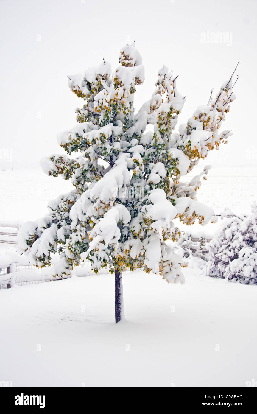 Érable arbre solitaire dans un couvert de neige précoce au cours de l'automne alors que les feuilles sont simplement en changeant les couleurs. Banque D'Images