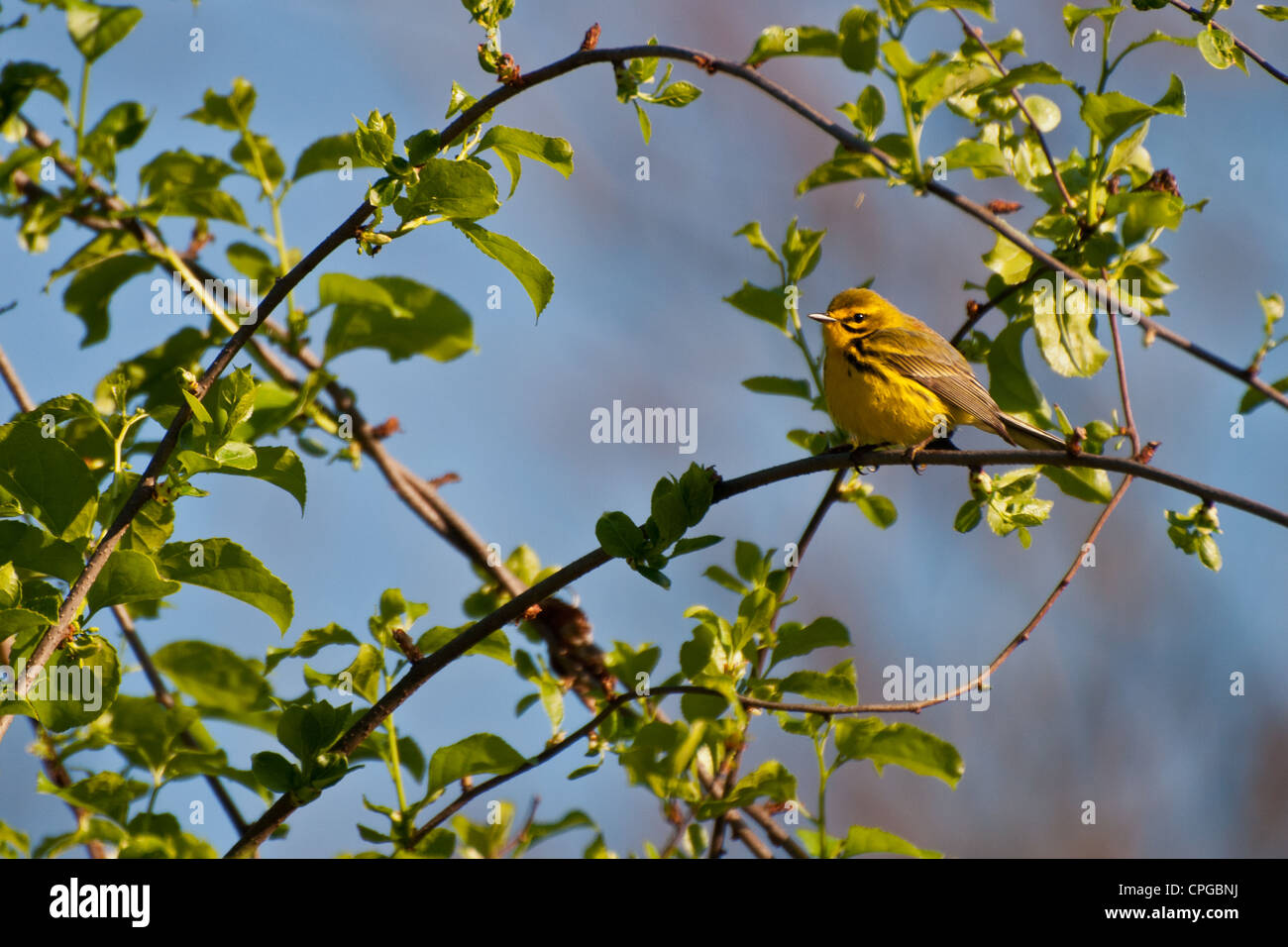Prairie Warbler (Dendroica discolor) Banque D'Images
