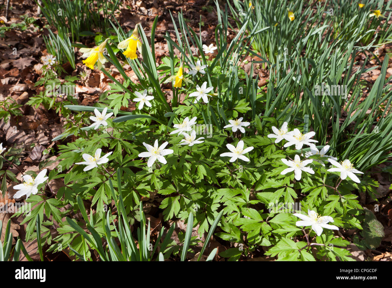 Jonquilles et anémones sauvages bois au printemps dans la vallée au nord-ouest de l'Leadon Gloucestershire Banque D'Images