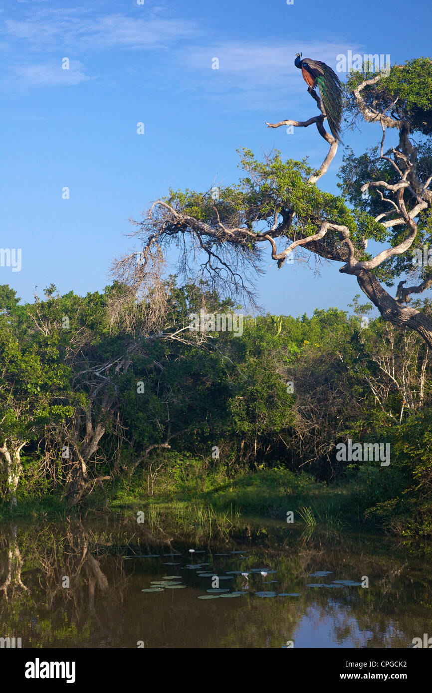 Pavo cristatus, paons indiens, parc national de Yala, au Sri Lanka, en Asie Banque D'Images