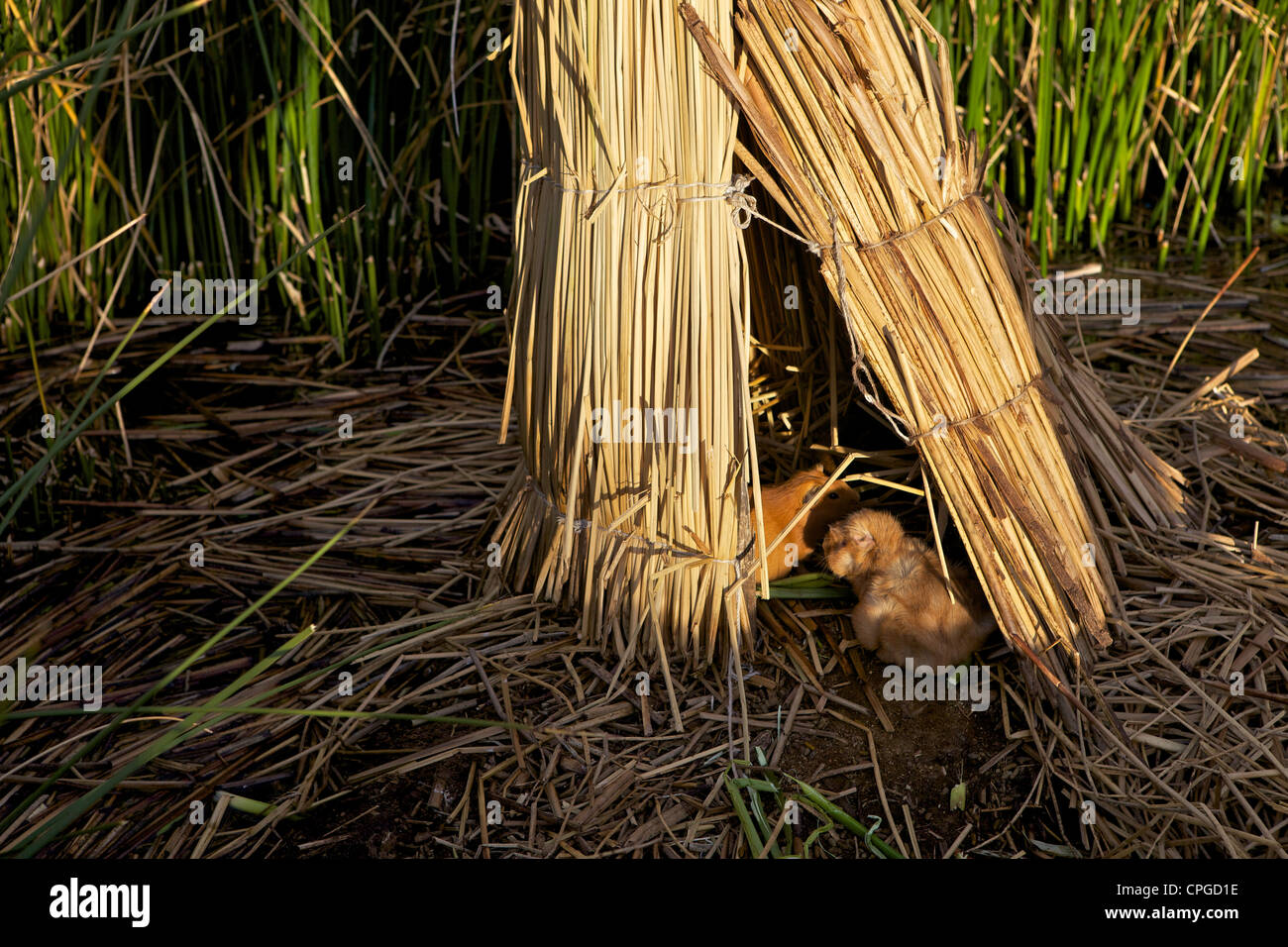 Les cochons par des roseaux, Islas Flotantes, îles flottantes Uros, Pérou, Banque D'Images