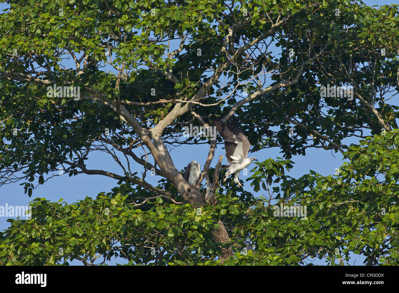White-bellied Sea Eagles, Haliaeetus leucogaster, à poitrine blanche ou l'Aigle de mer, le Parc National d'Uda Walawe Sri Lanka Banque D'Images