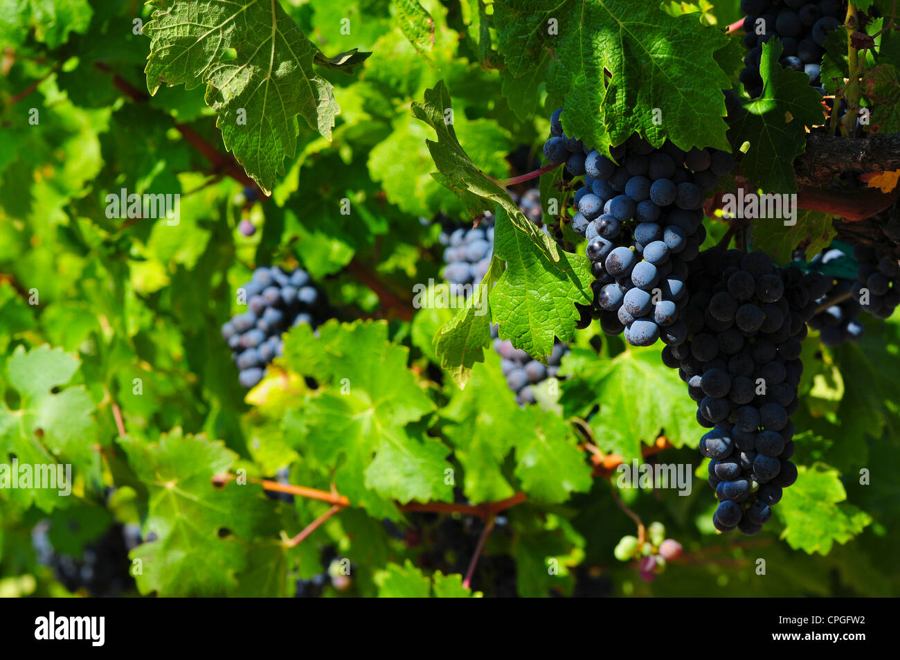 Le Zinfandel grapes growing sur vignes en Californie, USA Banque D'Images