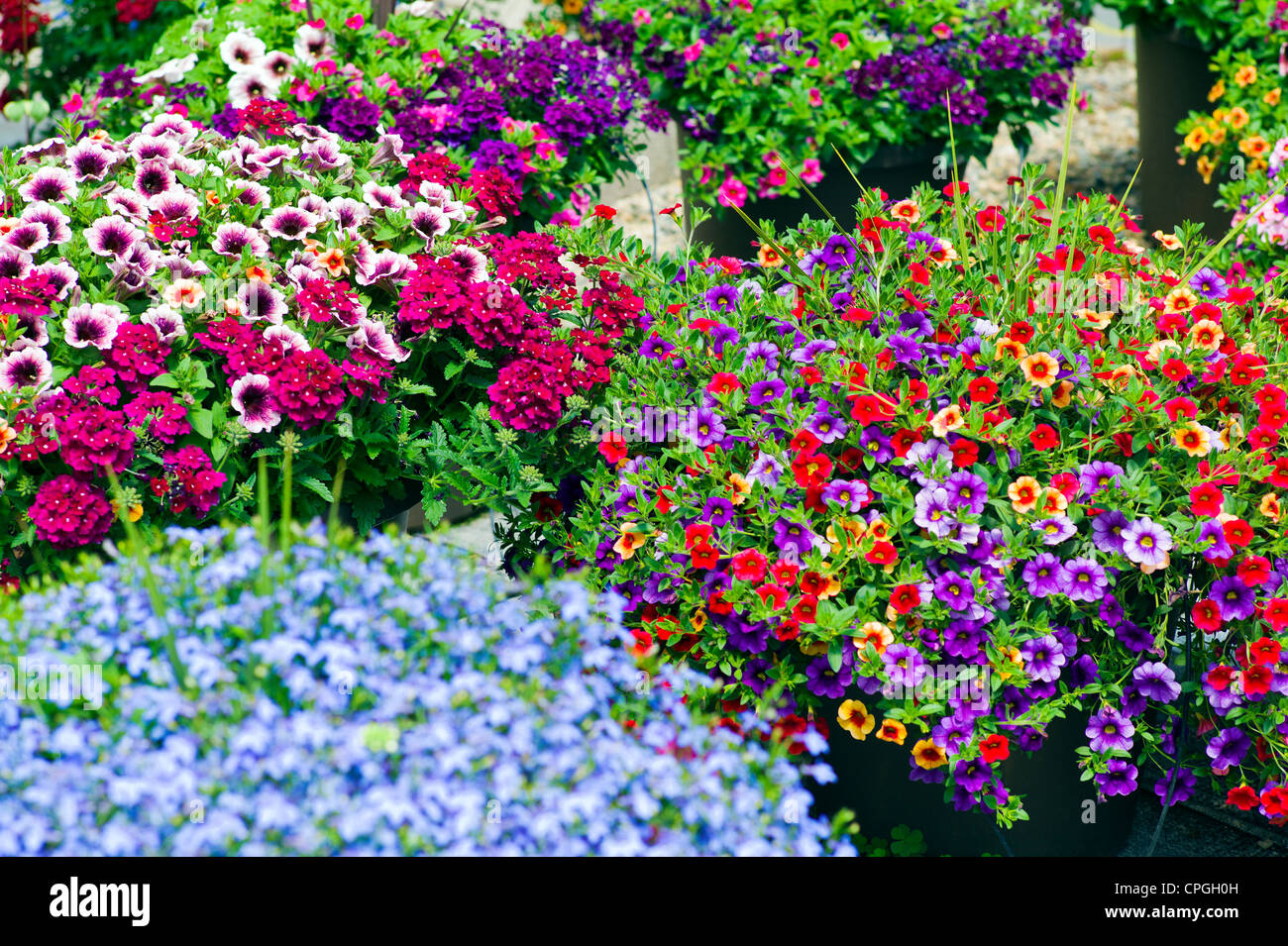 Fleurs de printemps frais et plantes suspendues à la vente à une petite ville pépinière. Banque D'Images