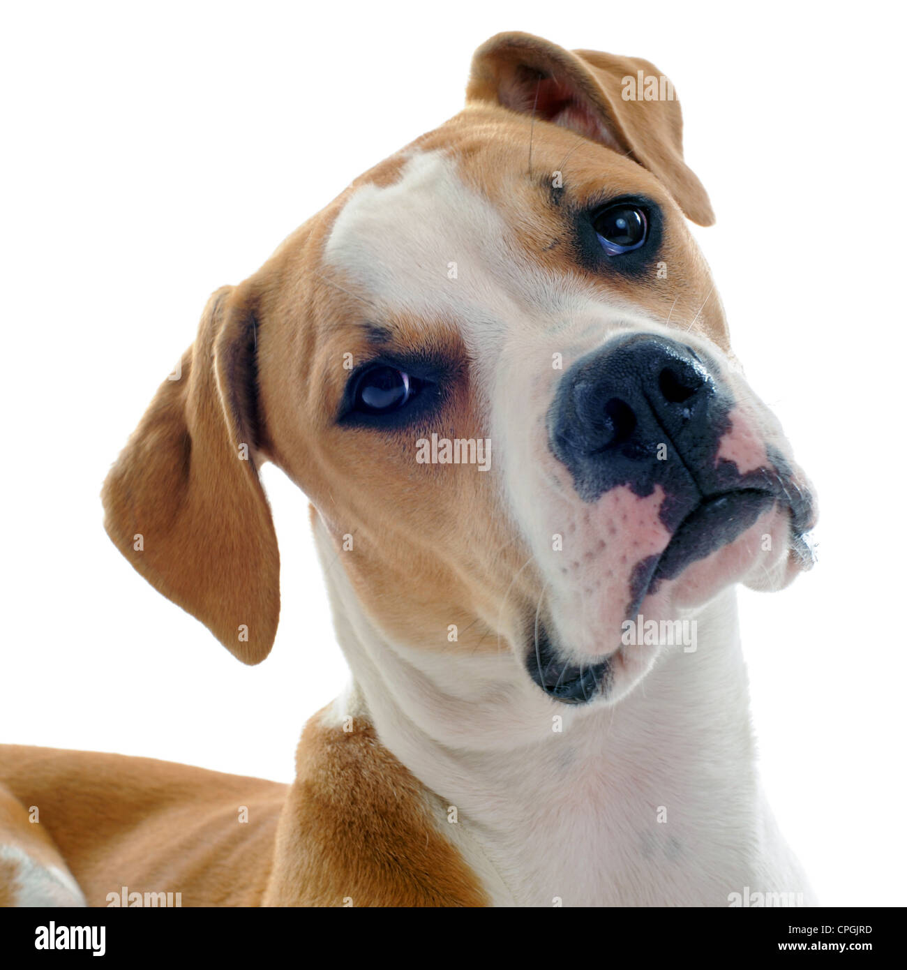 Portrait d'un bulldog américain pur-sang sur un fond blanc Banque D'Images