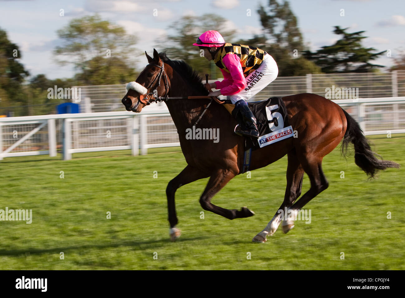 Un cheval au galop à l'hippodrome d'Ascot au démarrage Banque D'Images