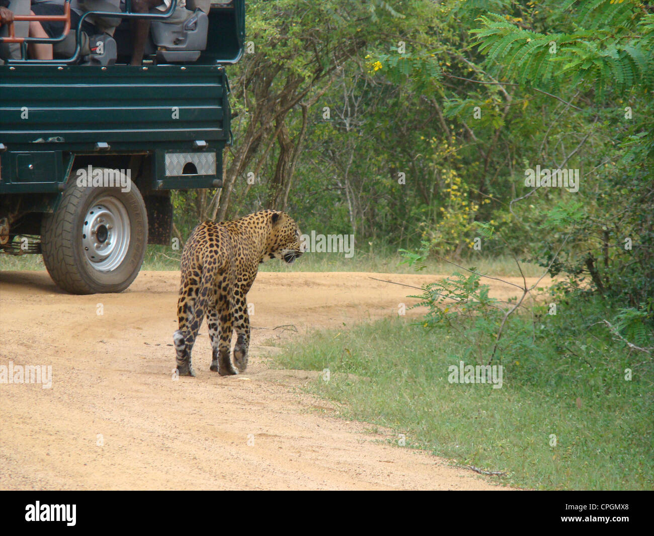 Léopard mâle, parc national de Yala, au Sri Lanka, en Asie Banque D'Images