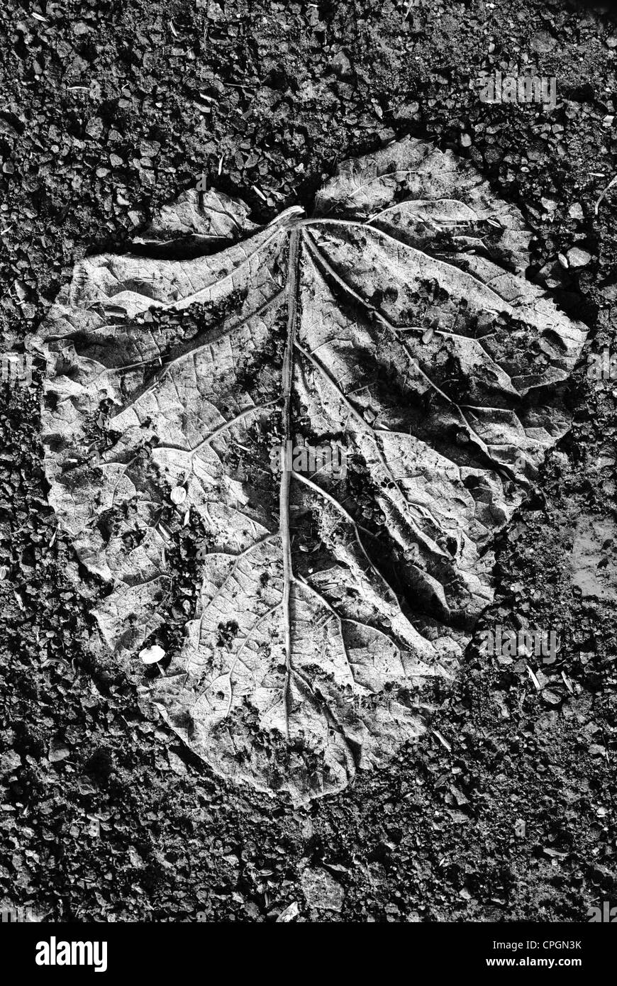 Photo noir et blanc de la feuille d'impression sur le terrain Banque D'Images