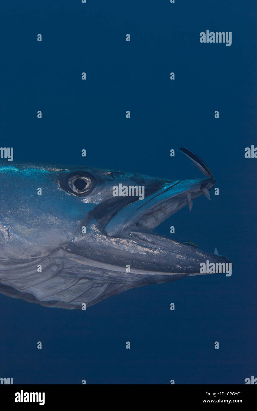 Un barracuda conserve est d'ouvrir grand la bouche son semis dents pointues pour laisser le poisson nettoyeur de faire leur travail correctement. Prises à Bali Banque D'Images