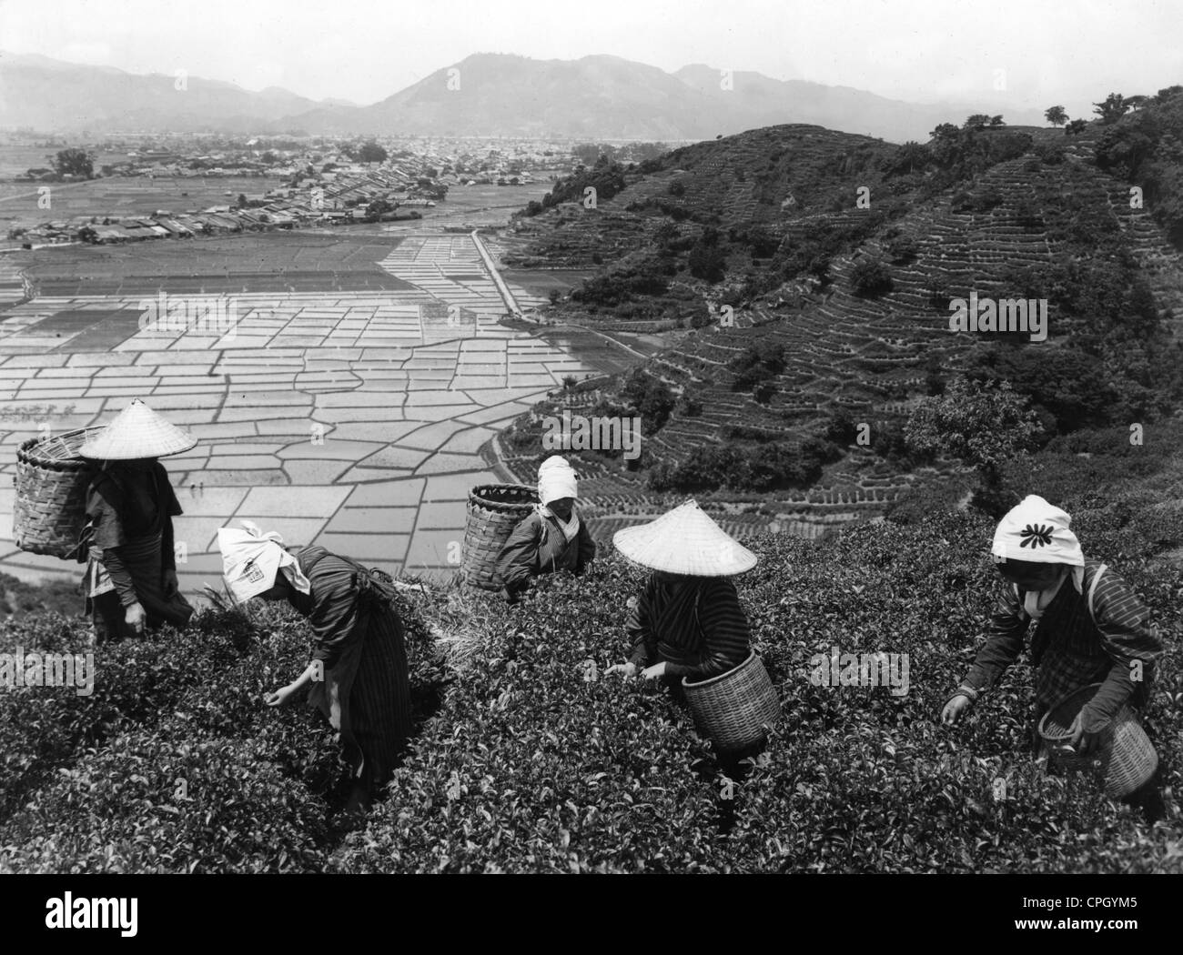Géographie / voyages, Japon, agriculture, thé, récolte, années 1950, droits supplémentaires-Clearences-non disponible Banque D'Images