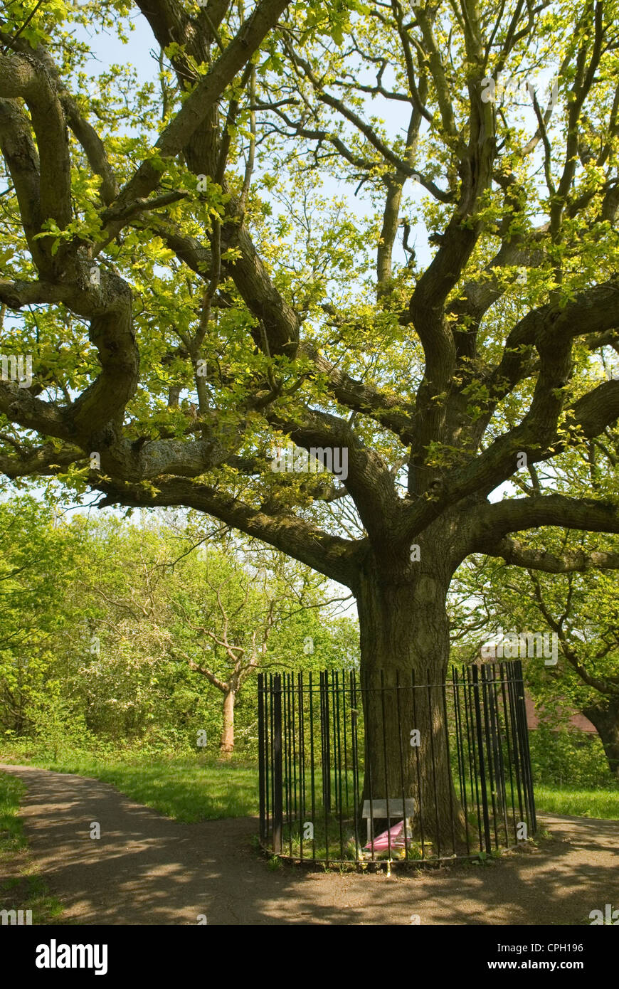 Honneur Chêne, One Tree Hill, dans le sud de Londres. UK. HOMER SYKES Banque D'Images