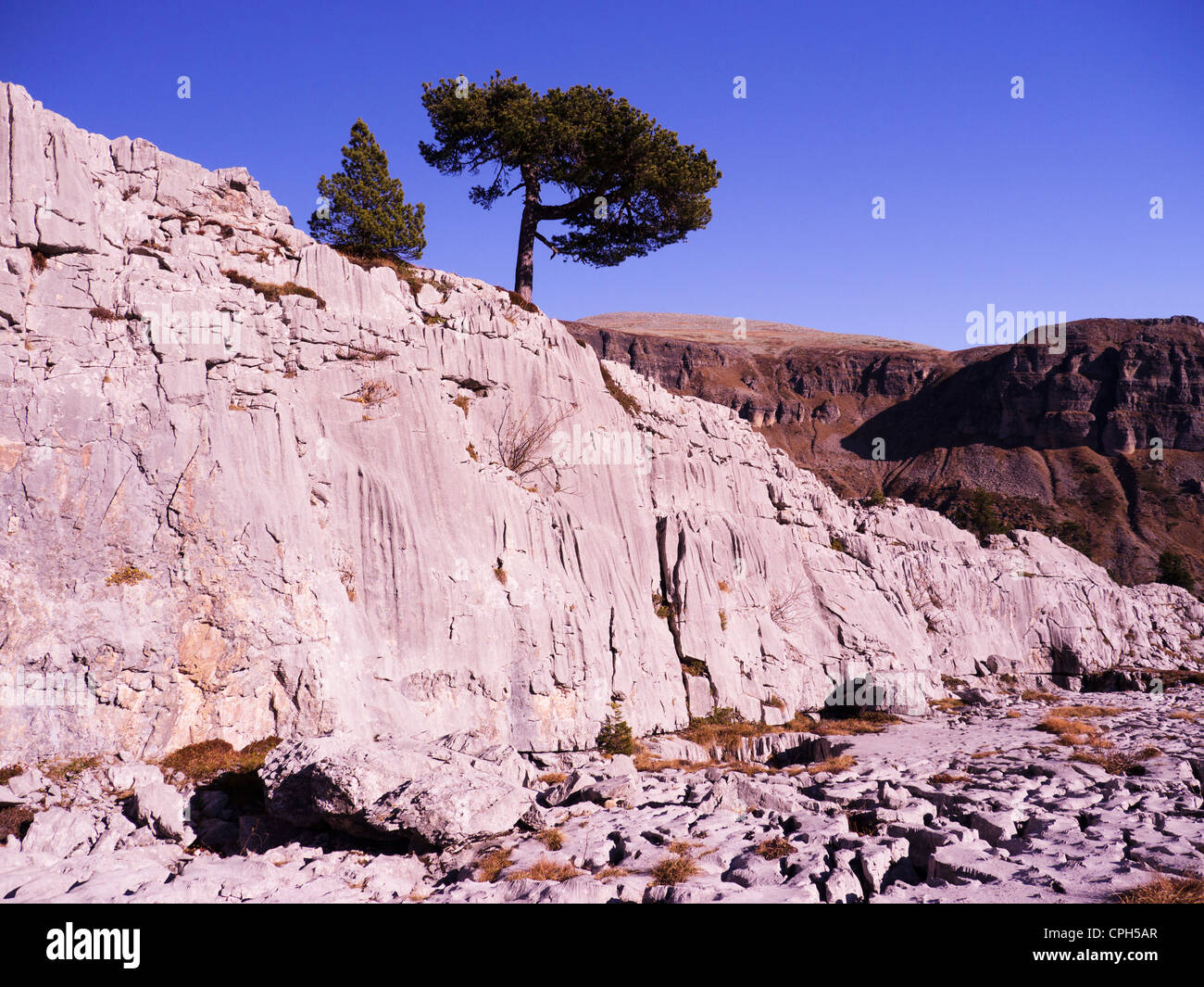 Alpes, pré-Alpes, alpes limstone, montagnes, pin, mountain pine, Pinus montana, mountainscape, paysages de montagne, mountain paysag Banque D'Images