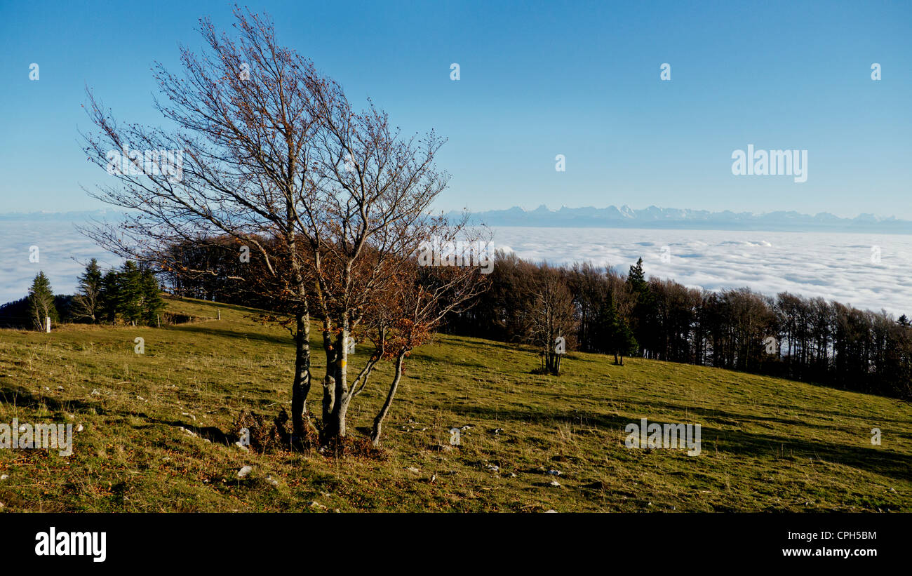 La chaîne de montagne, Alpes Bernoises, le hêtre commun Fagus silvatica, atmosphérique, inversion, Jura, canton de Soleure, l'inversion de nuage, clo Banque D'Images