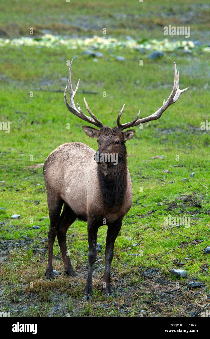 Bull Elk, Alaska, USA, United States, l'Amérique, de la faune, les animaux, l'élan Banque D'Images Bull Elk, Alaska, USA, United States, l'Amérique, de la faune, les animaux, l'élan Banque D'Images