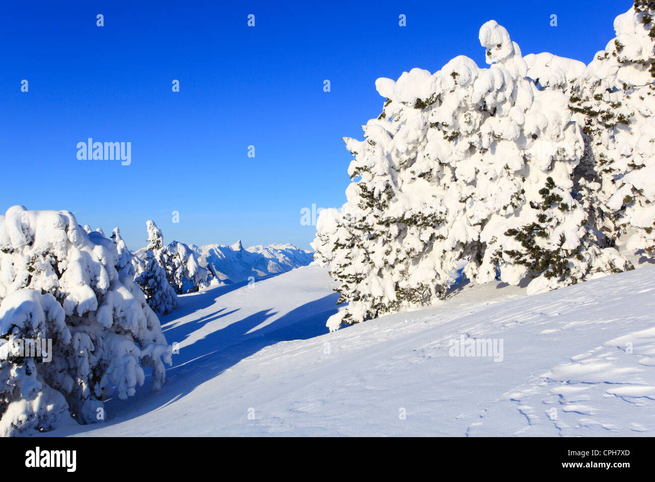 Alpes, arbre, montagne, montagnes, Alpes Bernoises, Berne, Oberland Bernois, arbres, sapins, épinettes, montagnes, pins, froid, Niederhor Banque D'Images