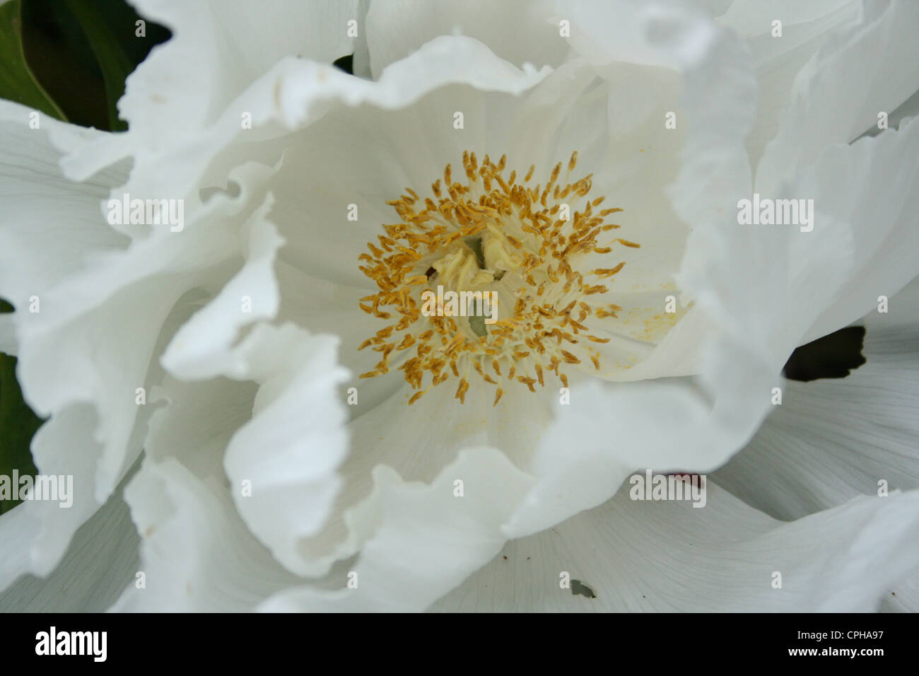 Pivoine arbustive blanche Photo Stock - Alamy