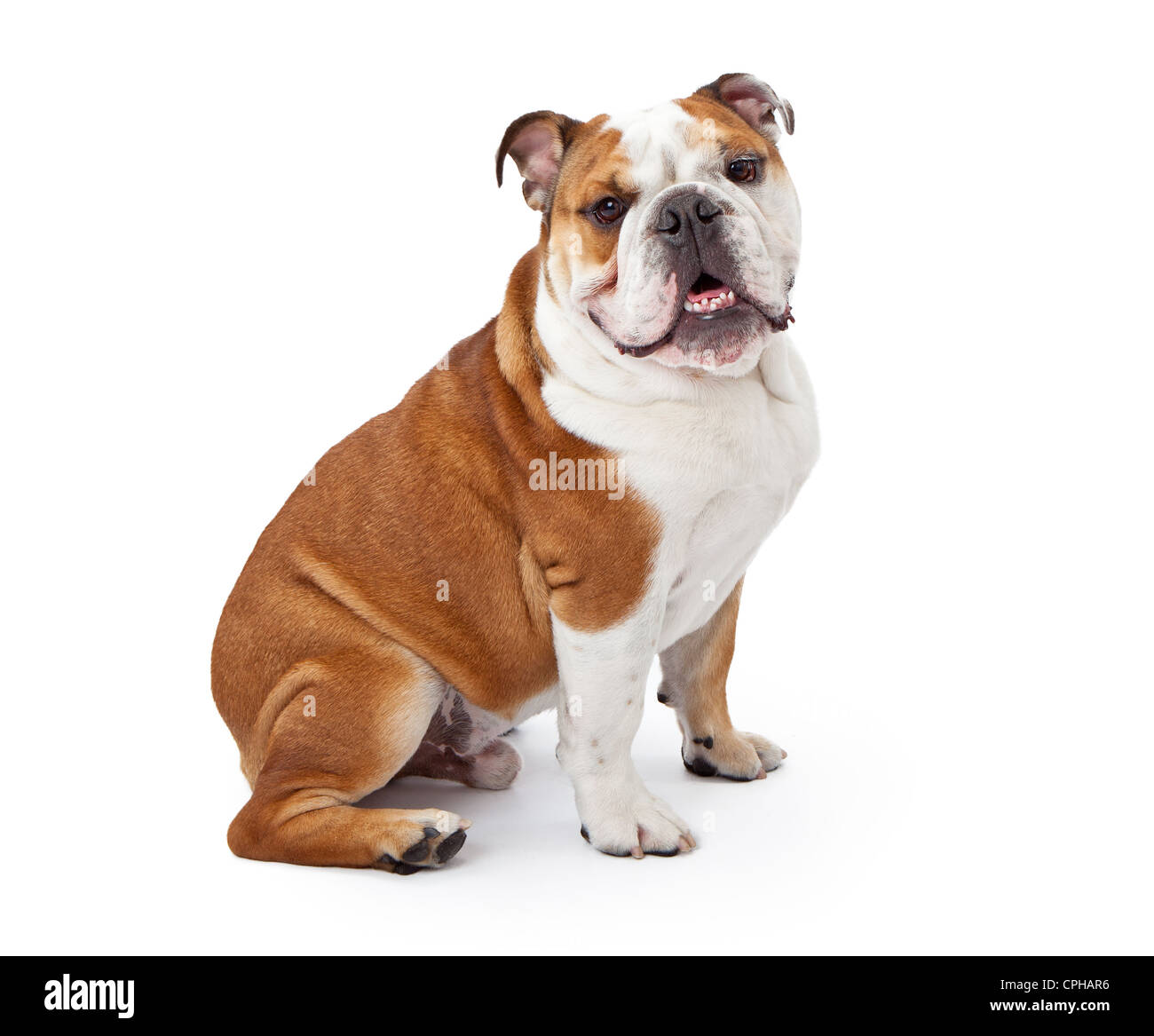 Un jeune Bouledogue anglais de 9 mois, assis sur un fond blanc et regardant la caméra Banque D'Images