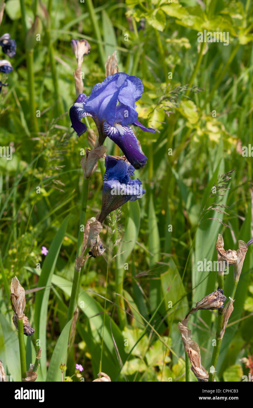 Iris Iris bleu Banque D'Images