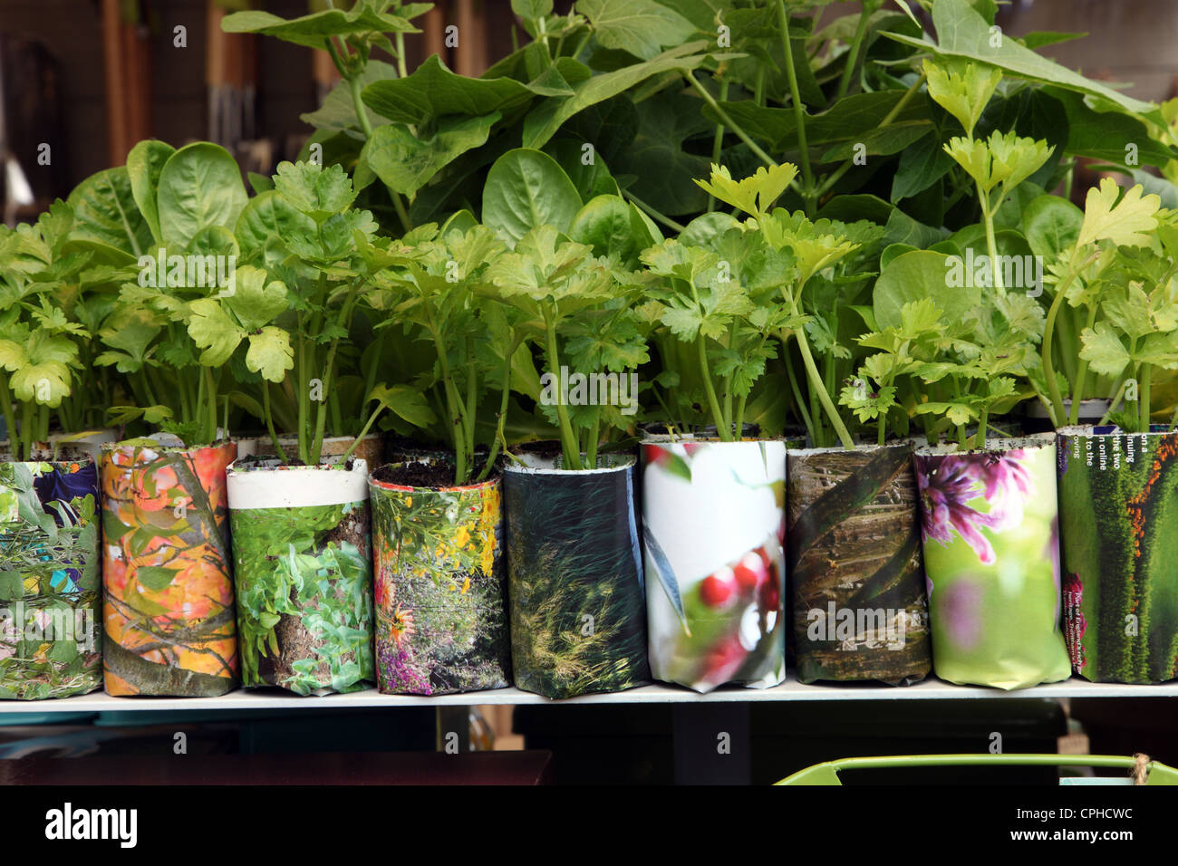 Fines herbes en pot, Chelsea Flower Show Banque D'Images