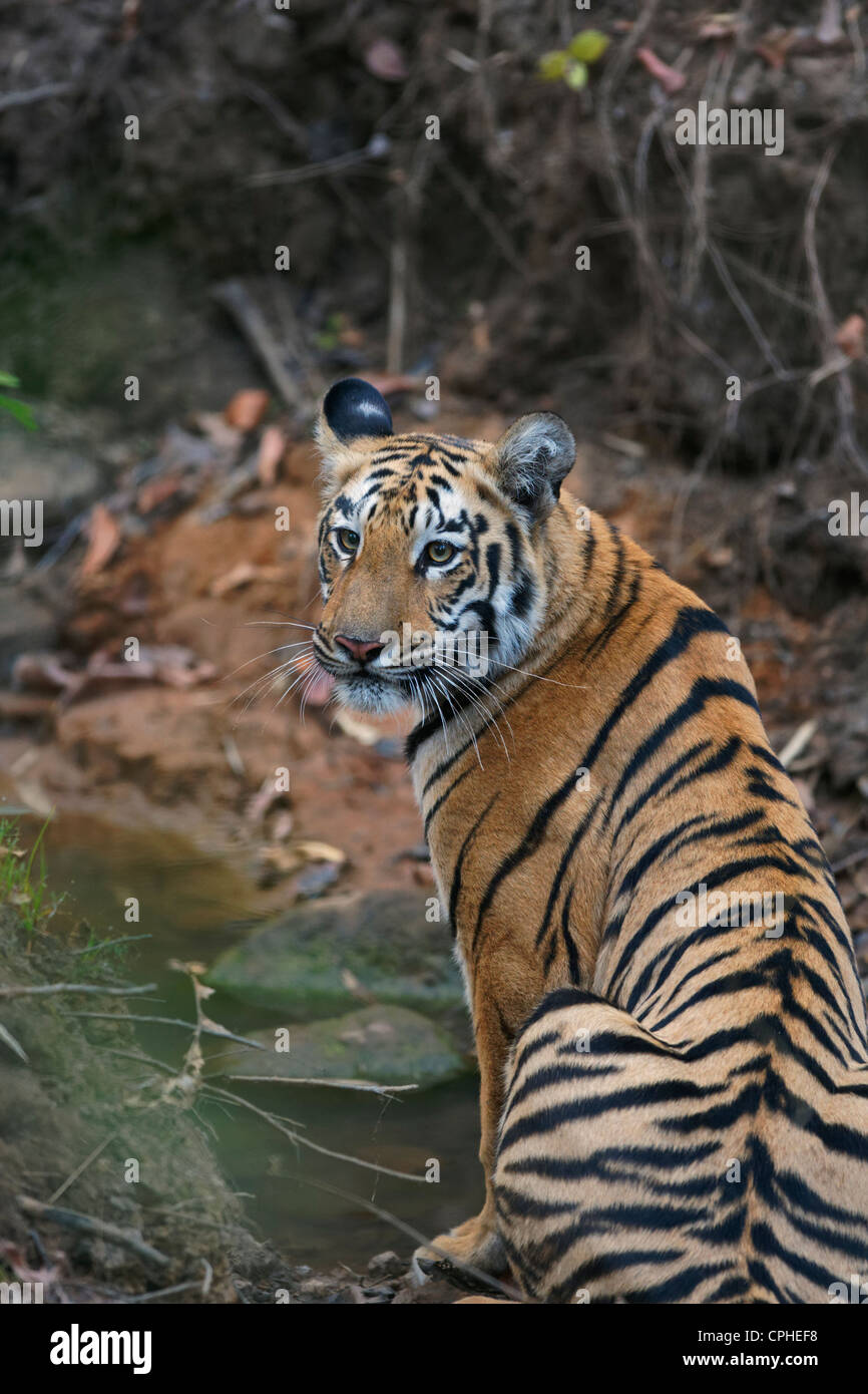 Adultes sous Tiger dans un trou d'eau de refroidissement à Tadoba, forêt de l'Inde. ( Panthera tigris ) Banque D'Images