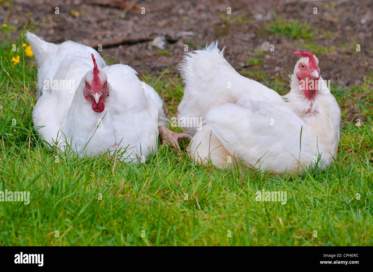Deux poules blanches, variété "Gâtinaise", sitting on grass Banque D'Images