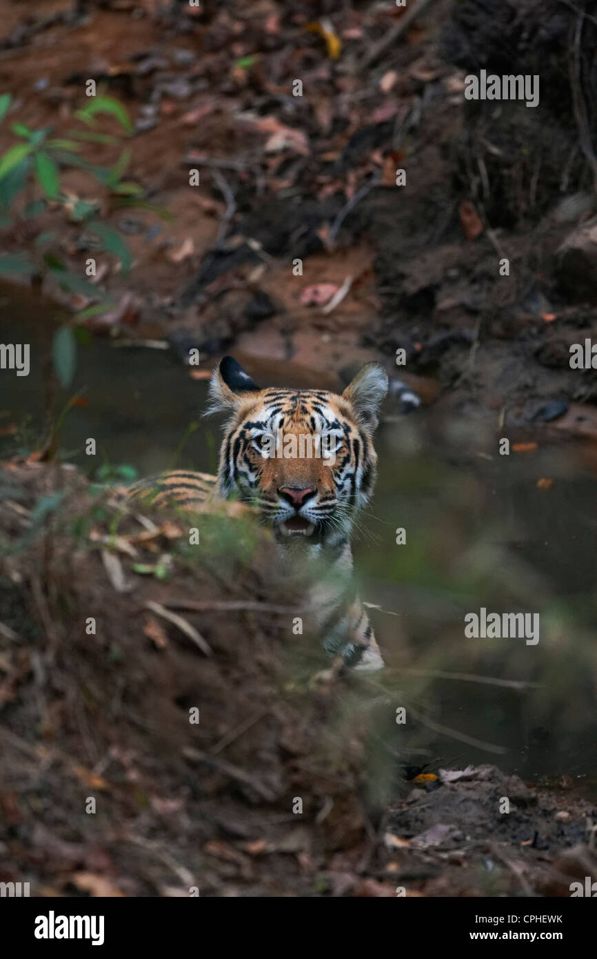 Adultes sous Tiger dans un trou d'eau de refroidissement à Tadoba, forêt de l'Inde. ( Panthera tigris ) Banque D'Images