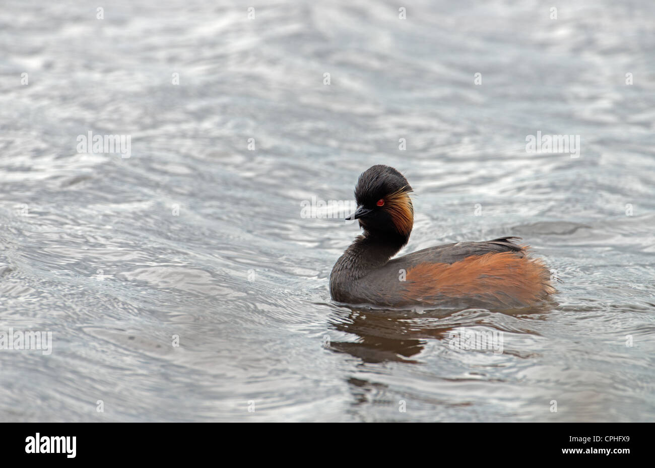 Grèbe à cou noir Podiceps nigricollis Banque D'Images