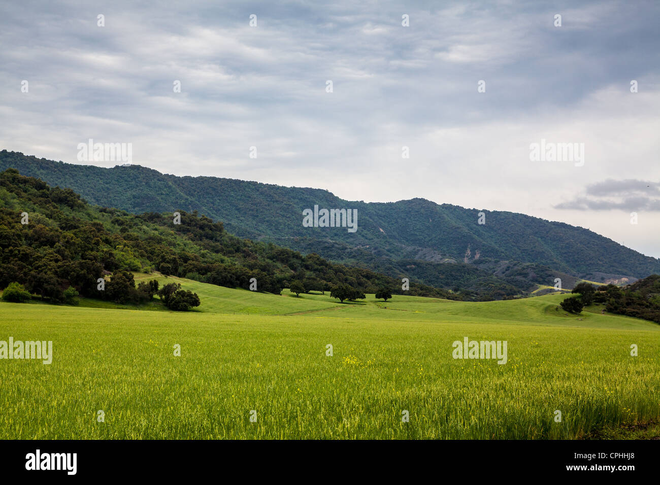 Prairie dans les collines près de Santa Paula et Ojai California Highway 150 Banque D'Images