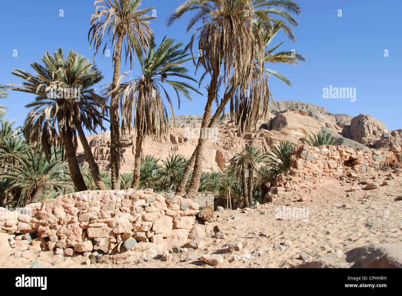Ein Khudra Oasis - péninsule du Sinaï, Égypte Banque D'Images